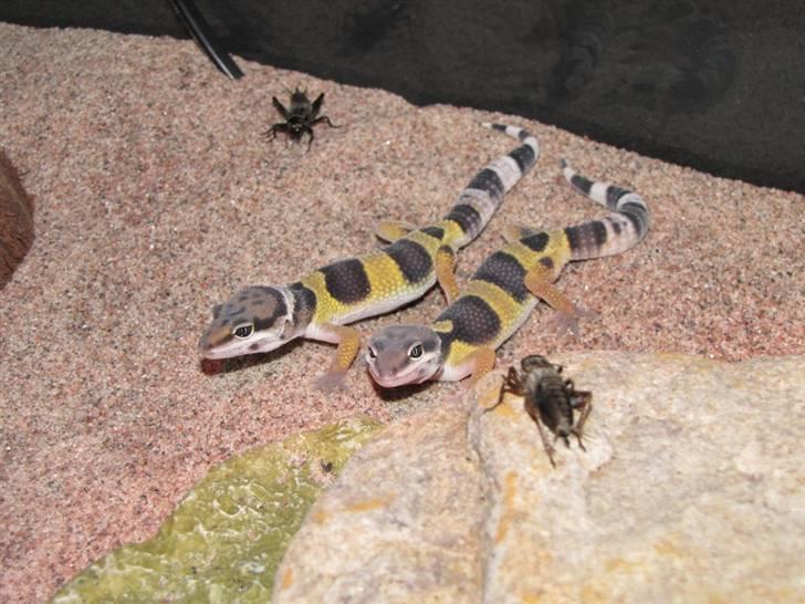 Leopardgekko unger - A æg. 3 uger.

Gekko A1 Højre, gekko A2 til venstre billede 3