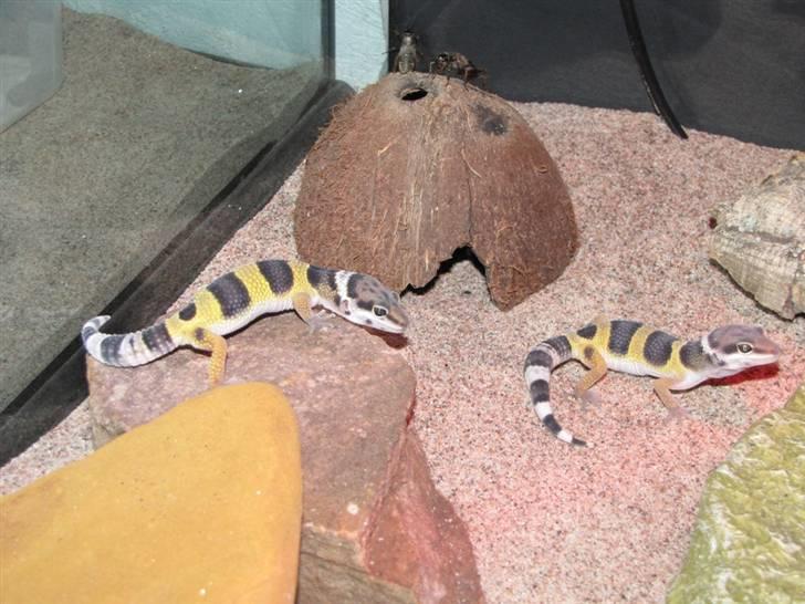 Leopardgekko unger - A æg 
Gekko A1 til venstre, gekko A2 til højer billede 4