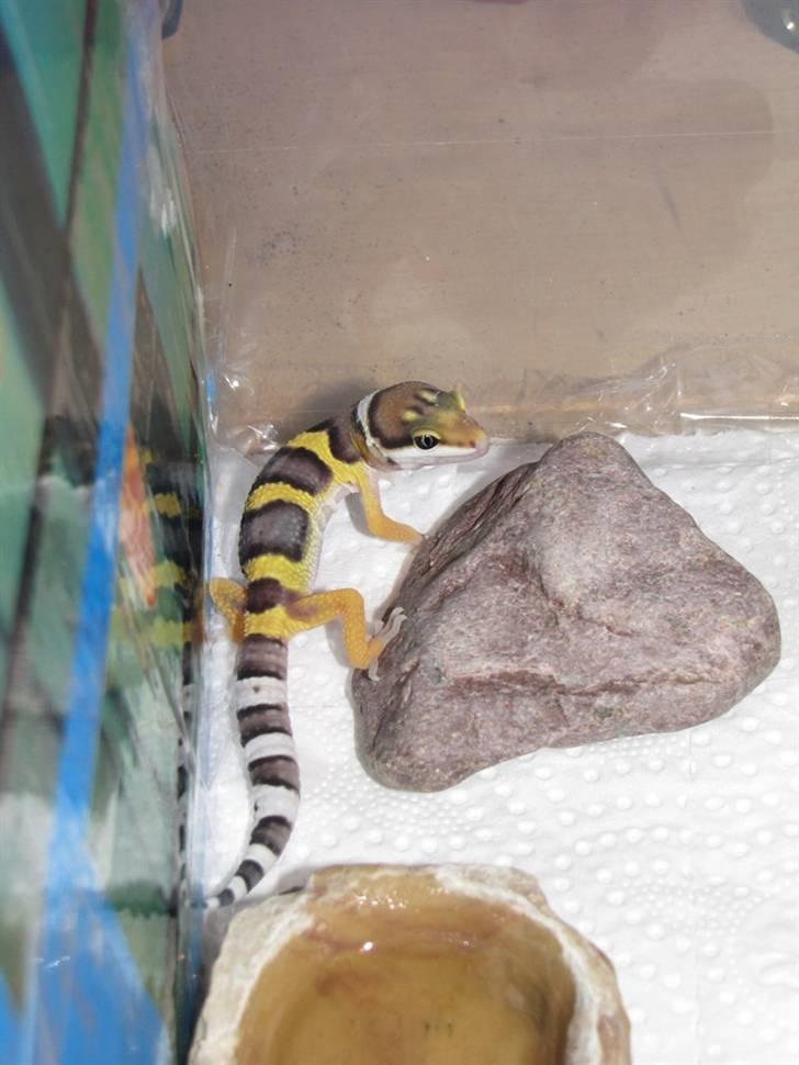 Leopardgekko unger - B æg - klækkede den 24/6

12 dage gammel. billede 5