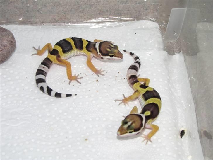 Leopardgekko unger - B & C æg.

B1 til venstre.
C1 til højer, klækket den 27/6. billede 6