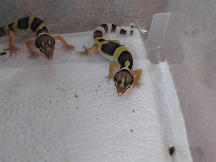 Leopardgekko unger - B & C æg.

C1 til højer, B1 til venstre. billede 7