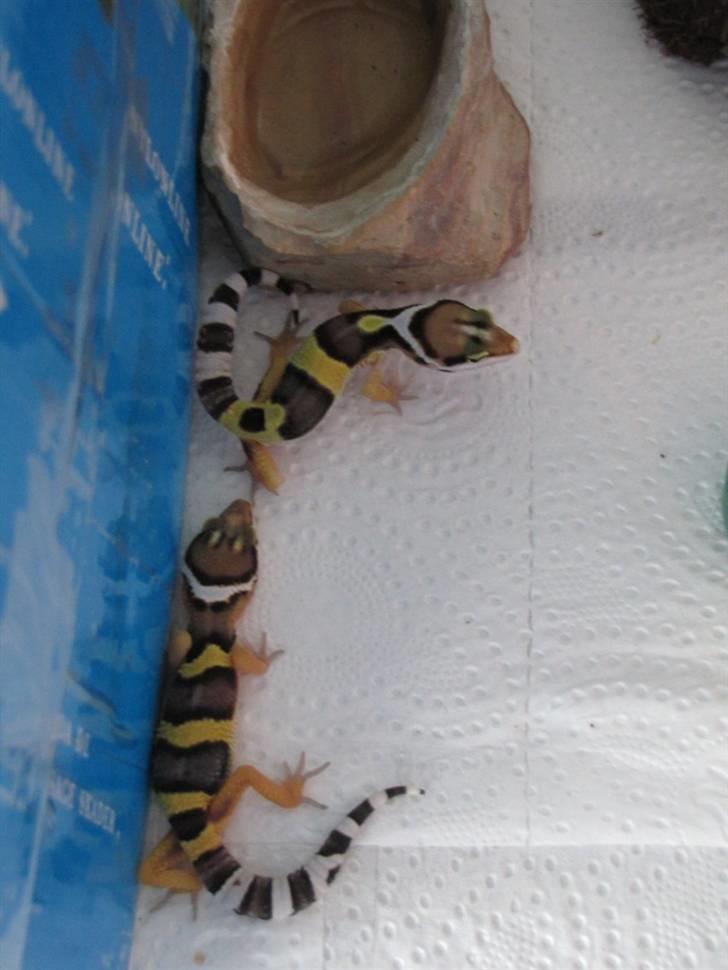 Leopardgekko unger - B & C æg

B1 for neden, C1 for oven billede 8