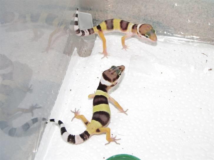 Leopardgekko unger - D æg

Klækkede den 2/7

D1 for oven, D2 for neden. billede 9