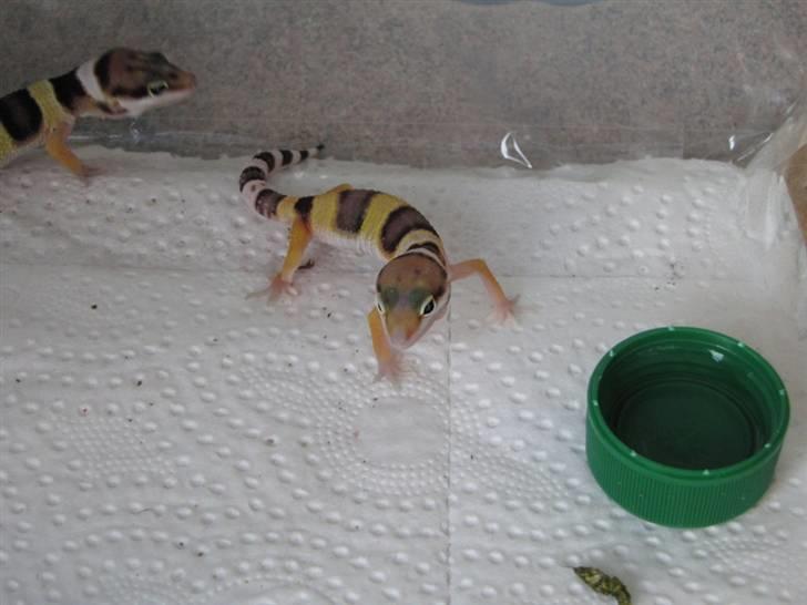 Leopardgekko unger - D æg.

D1 til højer, D2 ude i siden. billede 10