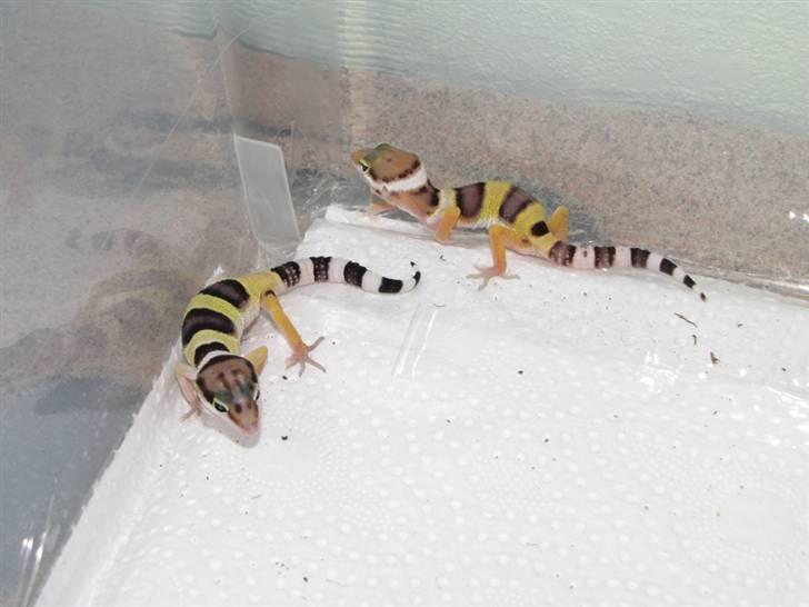 Leopardgekko unger - D æg.

D1 højer, D2 til venstre. billede 11