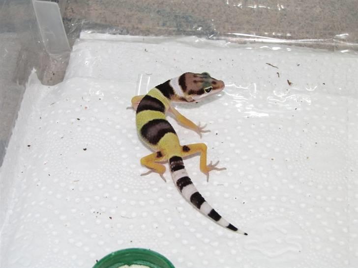Leopardgekko unger - D æg.

D2 gekko :) billede 12