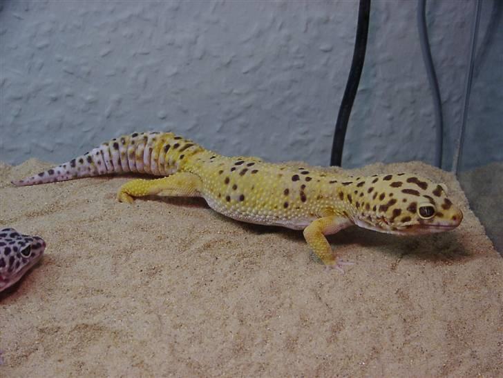 Leopardgekko unger - Thor som er far til alle ungerne. billede 13