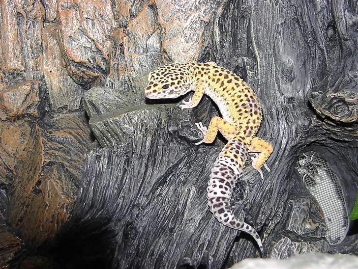 Leopardgekko unger - Oliver er mor til B1 billede 15