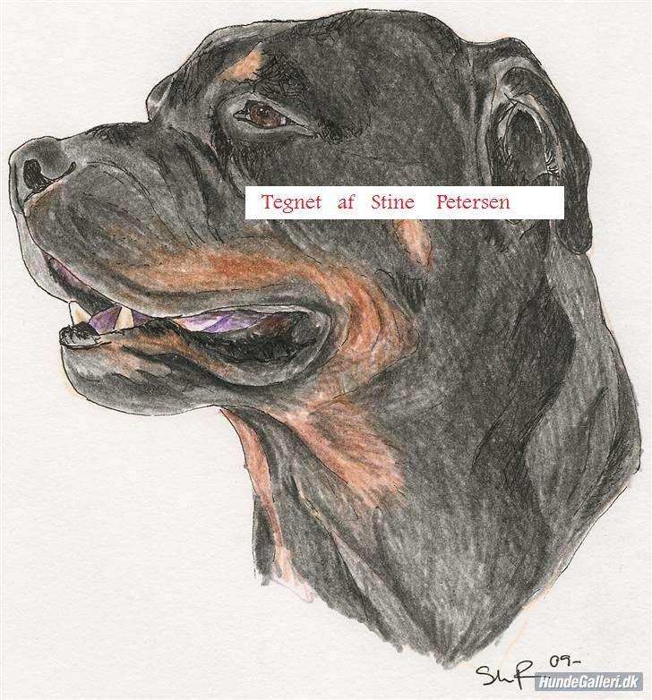 Hundetegninger af andres hunde - Min gamle Rottweiler billede 11