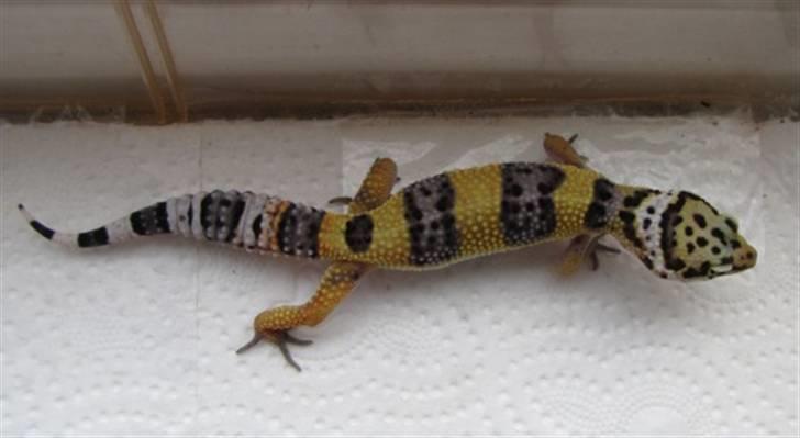 Leopardgekko unger - A1 billede 17