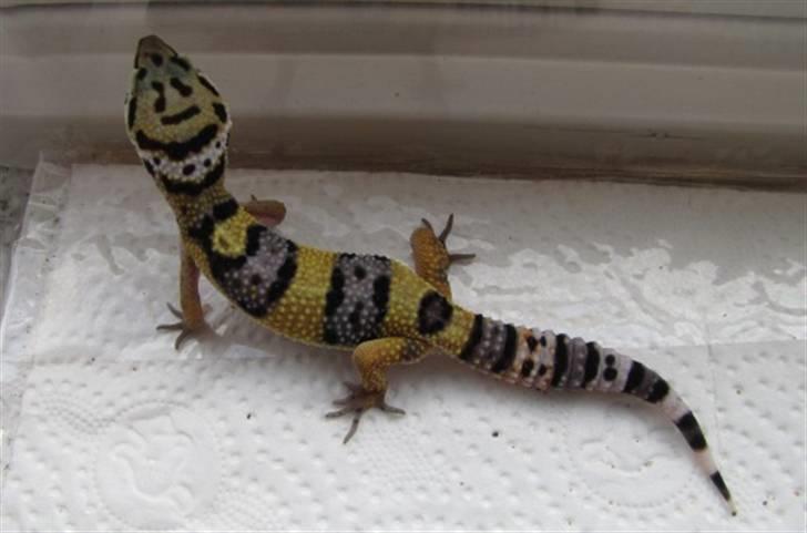 Leopardgekko unger - A2 billede 18