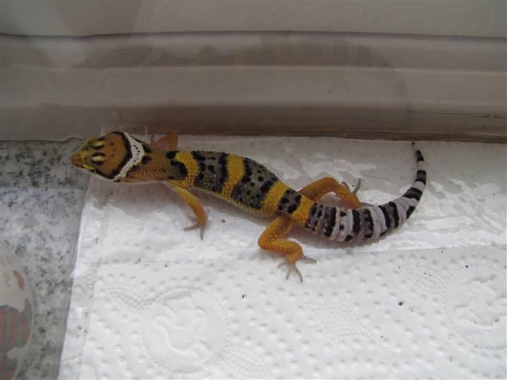 Leopardgekko unger - B1 - Beholder selv... billede 19