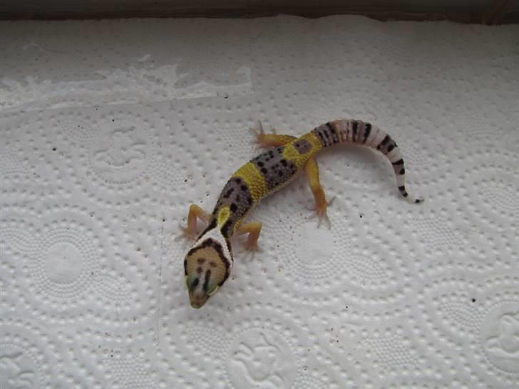 Leopardgekko unger - C1 billede 20