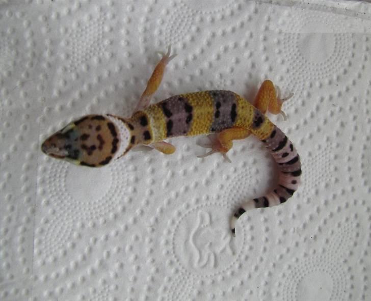 Leopardgekko unger - D1 billede 21