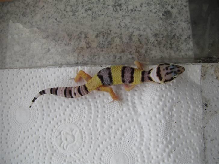 Leopardgekko unger - D2 billede 22
