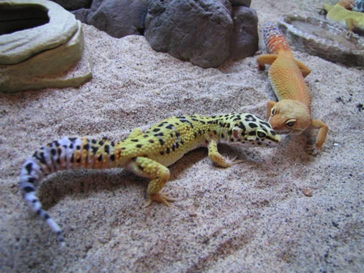Leopardgekko unger - Pusling igen sammen med mulle billede 24