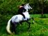 Min hest - Luna 