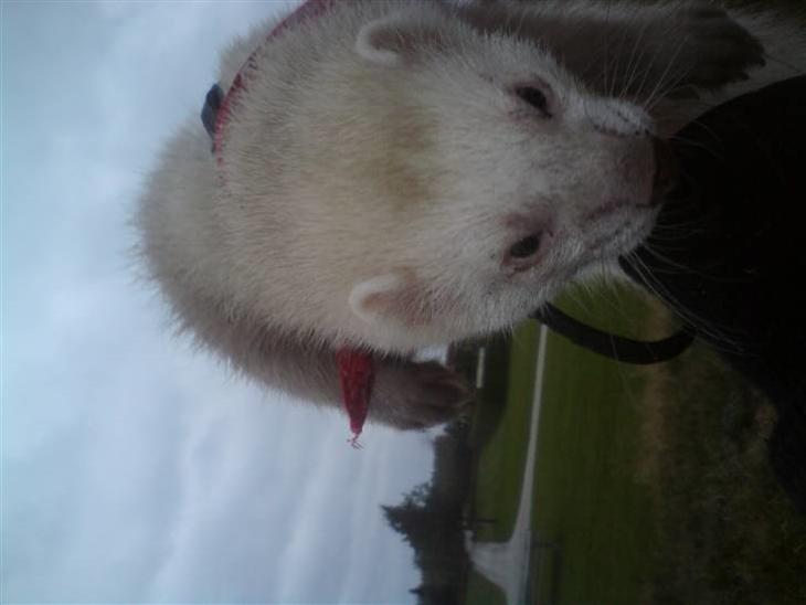 {{currentPhoto.altText}} billede {{currentPhoto.number}}