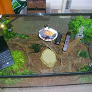 Mine slanger og terrarium