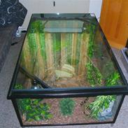 Mine slanger og terrarium