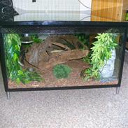 Mine slanger og terrarium