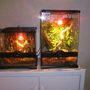 Mine slanger og terrarium