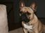 Min franske Bulldog