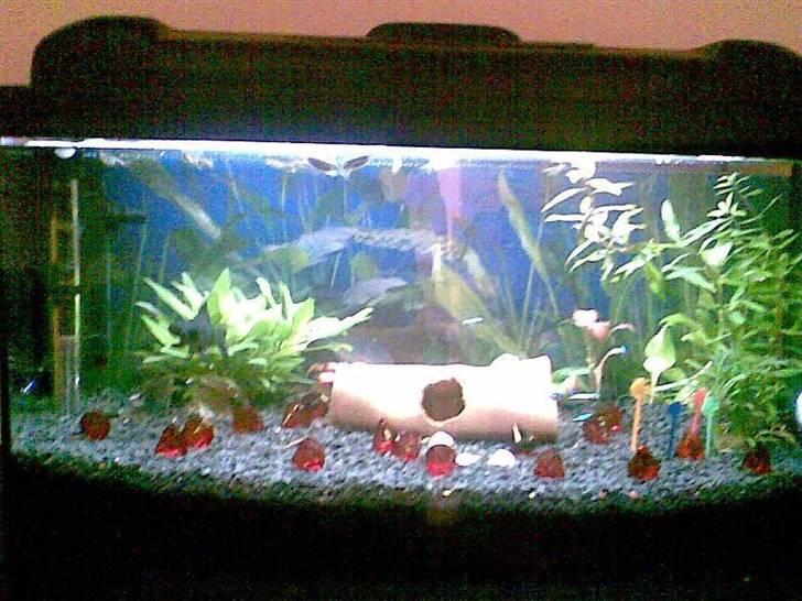 Mit akvarie, og min geniale fisk Popeye :P billede 1