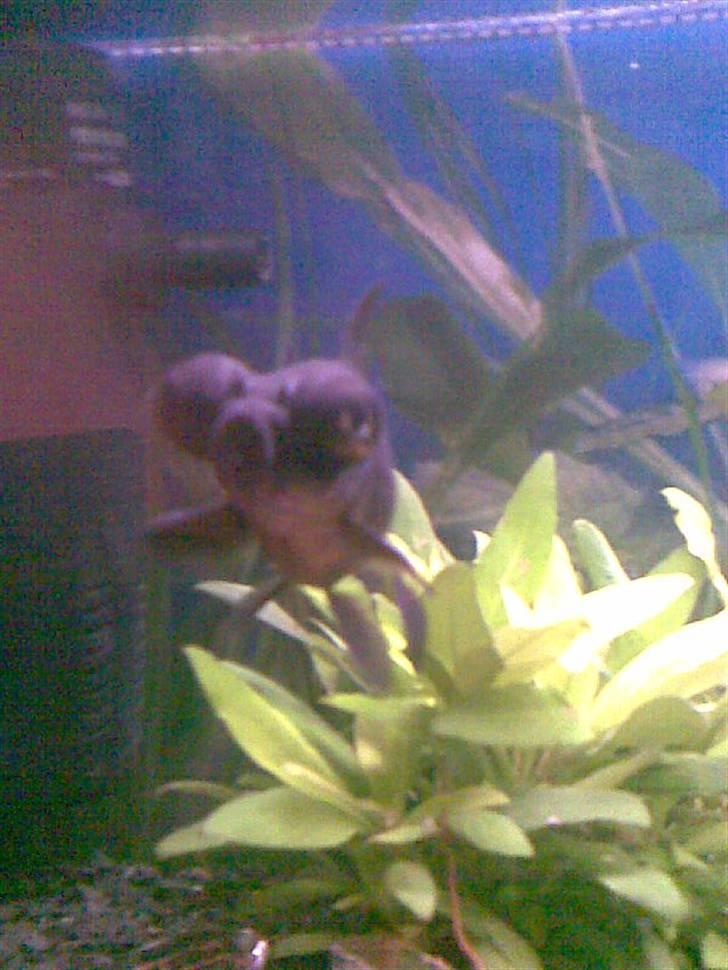 Mit akvarie, og min geniale fisk Popeye :P billede 2