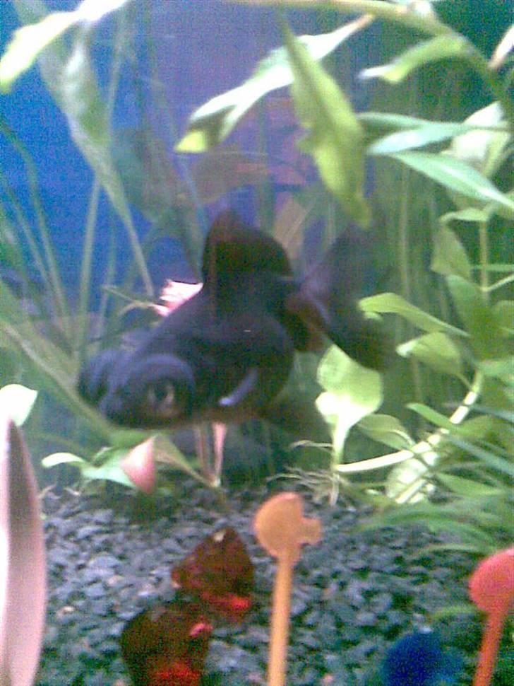 Mit akvarie, og min geniale fisk Popeye :P billede 3