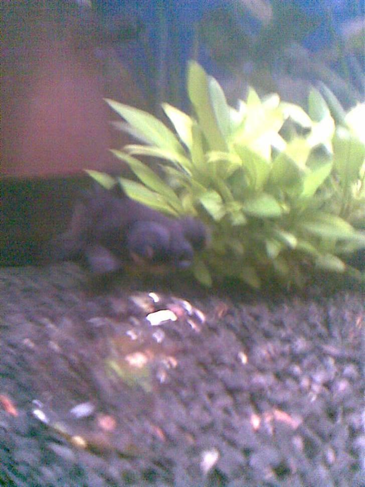 Mit akvarie, og min geniale fisk Popeye :P billede 4