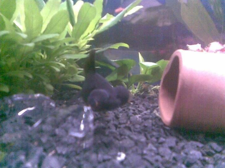 Mit akvarie, og min geniale fisk Popeye :P billede 5