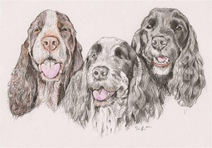 Hundetegninger af andres hunde - Cocker Spaniels billede 1