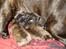 Bettys hvalpe (Fransk bulldog)