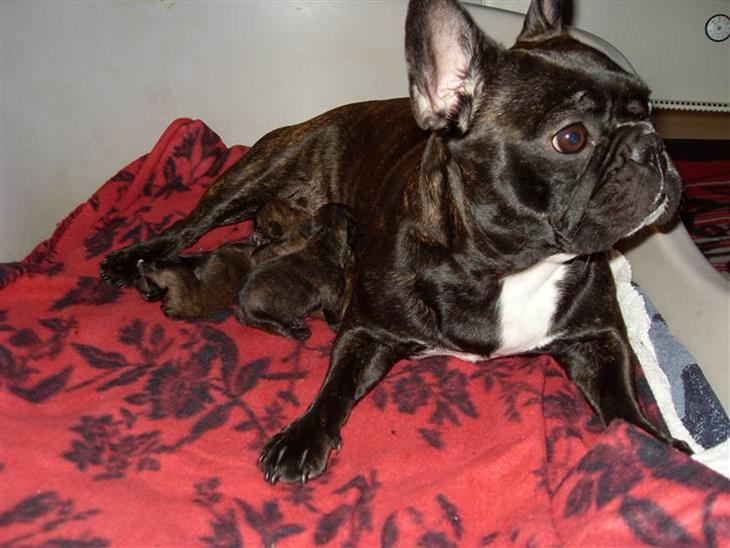Bettys hvalpe (Fransk bulldog) billede 0