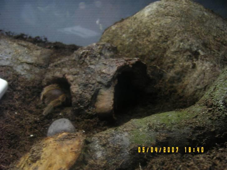 Rød Chile Fugleedderkop. - Så gad den sku ikke at filmes mere. billede 2