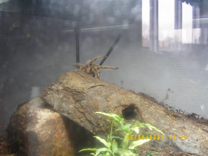 Rød Chile Fugleedderkop. billede 3