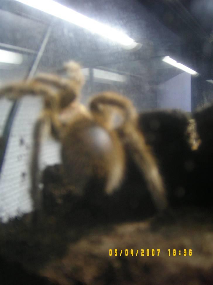 Rød Chile Fugleedderkop. - Den bare plet. fra en kamp med en mus. billede 4