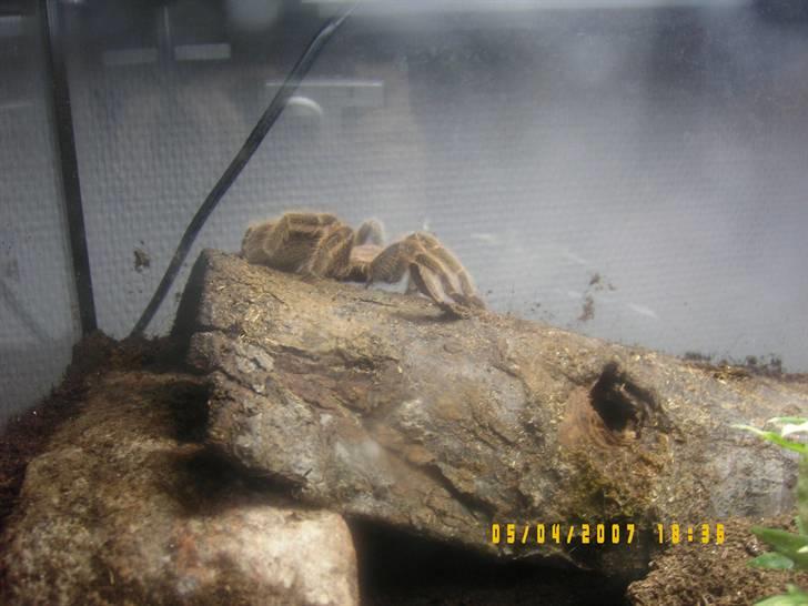 Rød Chile Fugleedderkop. billede 5