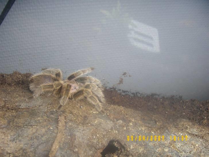 Rød Chile Fugleedderkop. billede 6