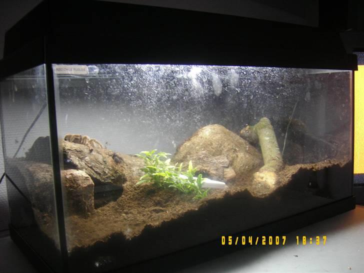 Rød Chile Fugleedderkop. - Hele terrariet. Synes selv det ser oki ud. billede 7