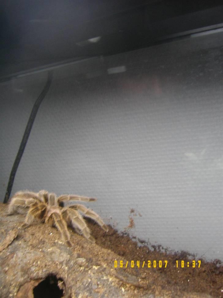 Rød Chile Fugleedderkop. - Ready To Kill. billede 8