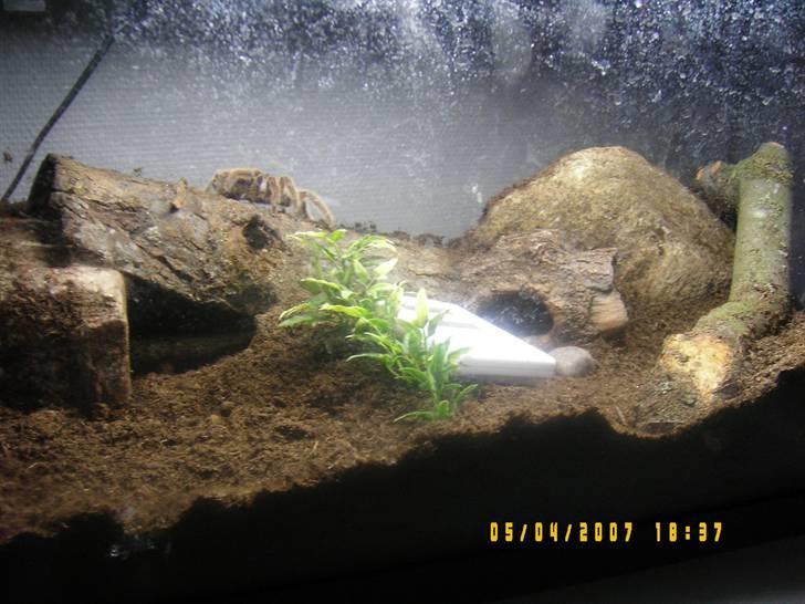 Rød Chile Fugleedderkop. billede 9