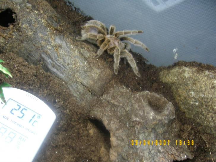 Rød Chile Fugleedderkop. - Håret den mangler på rykken er da vi kom til at sætte en for stor mus ned til den. billede 1