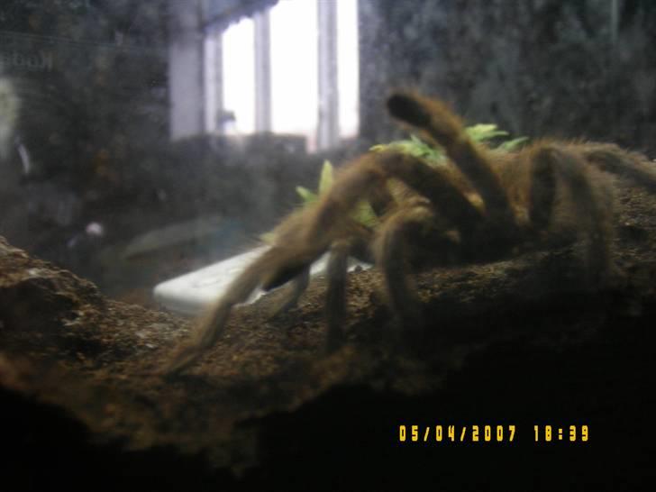 Rød Chile Fugleedderkop. billede 10