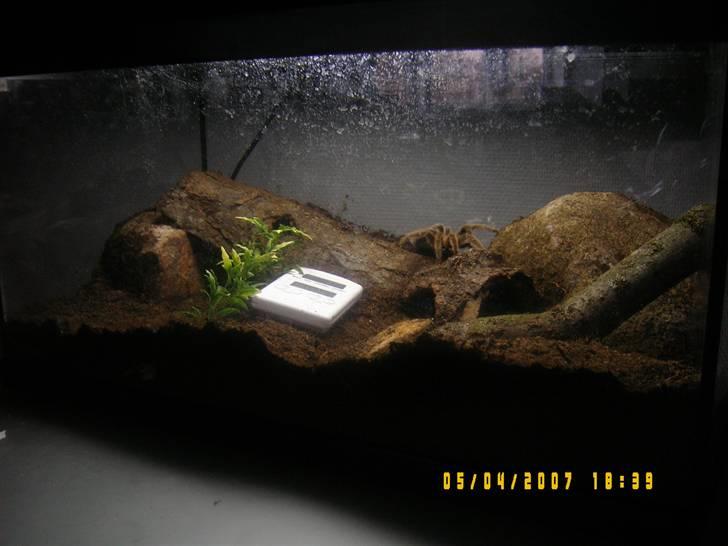 Rød Chile Fugleedderkop. - Hvad synes i? synes selv det ser fedt ud. billede 11