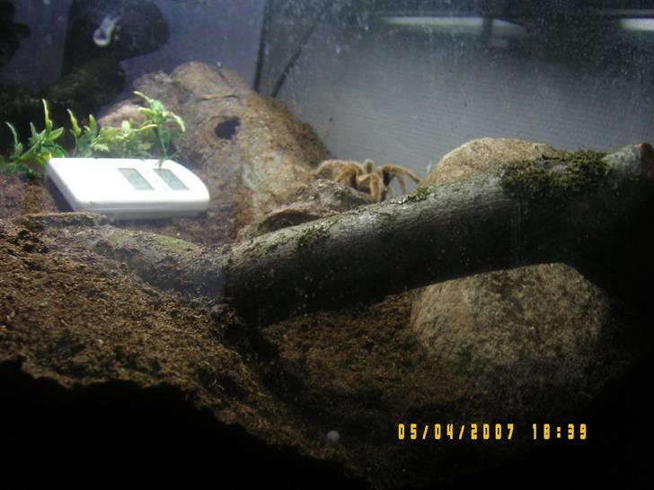 Rød Chile Fugleedderkop. billede 12