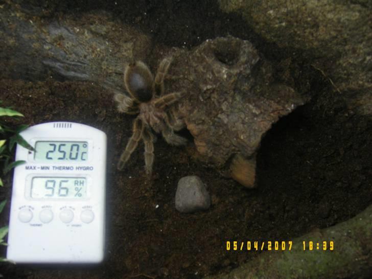 Rød Chile Fugleedderkop. - Da den ikke gad at blive taget billeder af længer :) billede 13