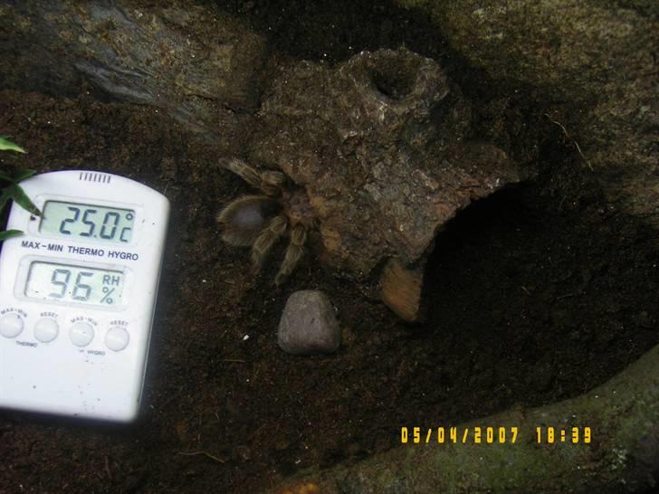 Rød Chile Fugleedderkop. - Igen. billede 14