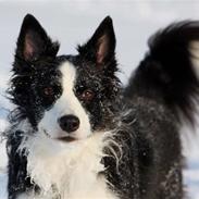 Vinter billeder af mine hunde